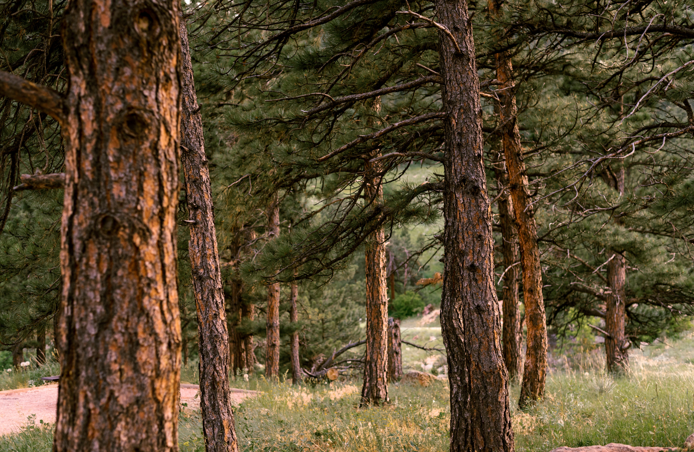 BUILD WITH PURPOSE FEAT. FLAGSTAFF BIKE REVOLUTION