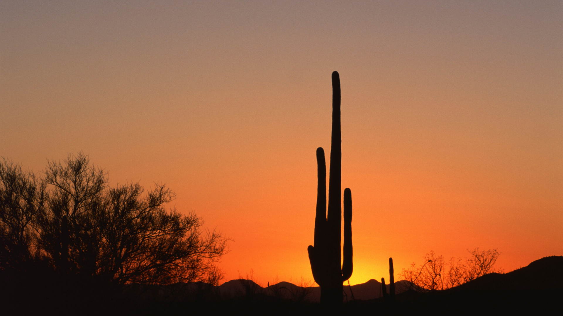 Introducing Shaun Pettigrew