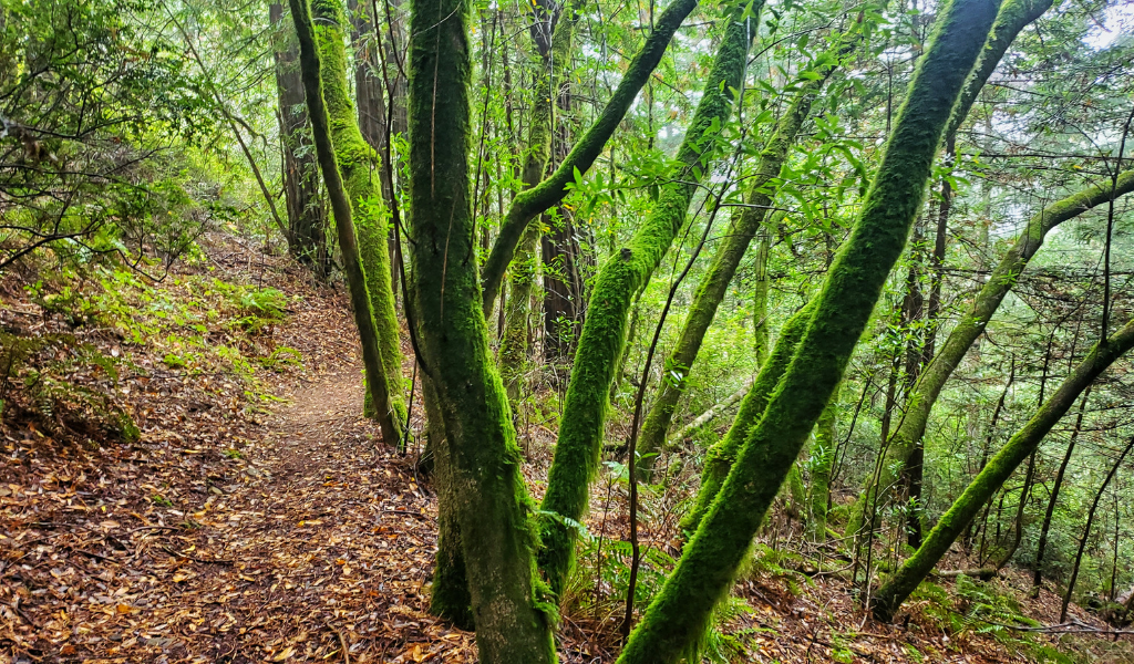 VAN TOUR : Marin Adventure Revival